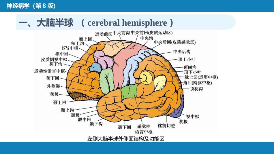 第二章 神经系统的解剖、生理及病损的定位诊断（1）_第8页