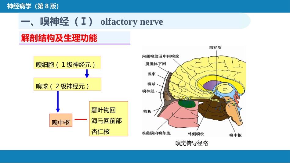 第二章 神经系统的解剖、生理及病损的定位诊断（3）_第4页