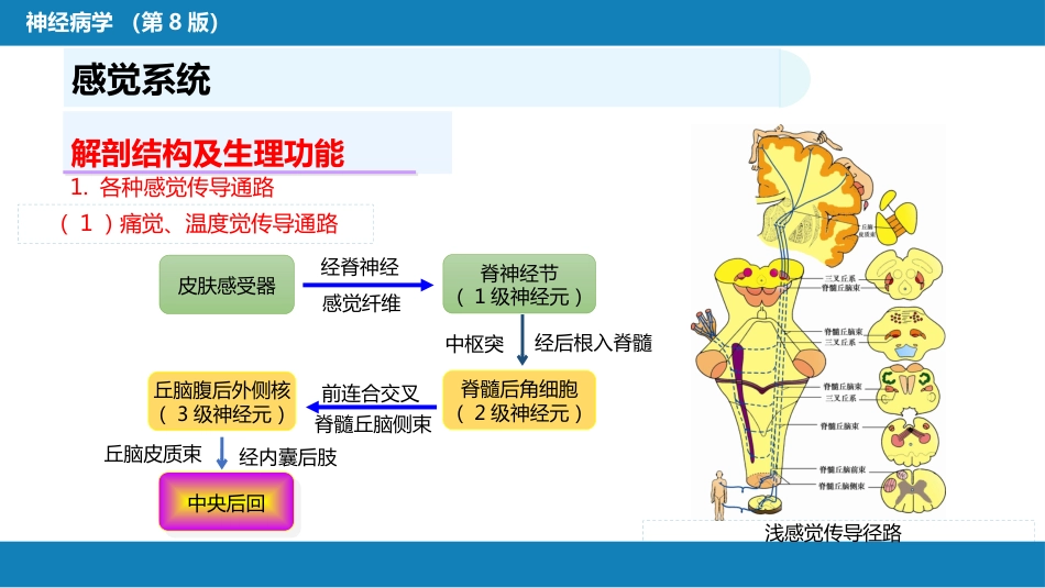 第二章 神经系统的解剖、生理及病损的定位诊断（4）_第13页