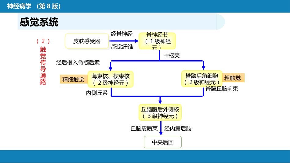 第二章 神经系统的解剖、生理及病损的定位诊断（4）_第14页