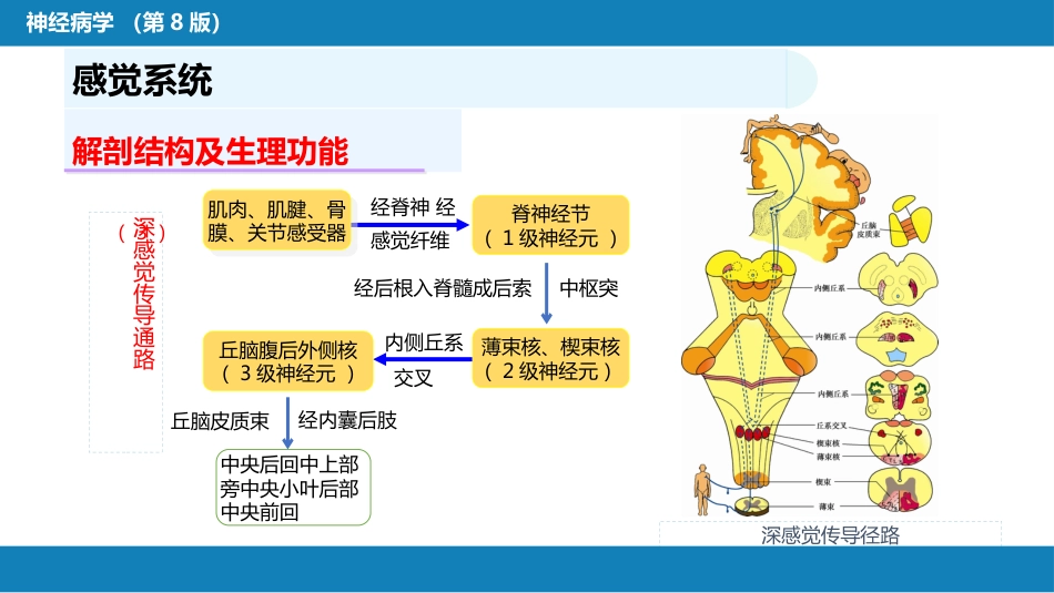 第二章 神经系统的解剖、生理及病损的定位诊断（4）_第15页