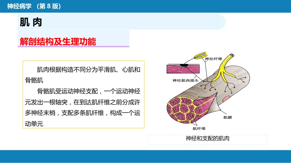 第二章 神经系统的解剖、生理及病损的定位诊断（4）_第3页