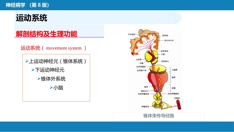 第二章 神经系统的解剖、生理及病损的定位诊断（4）_第6页
