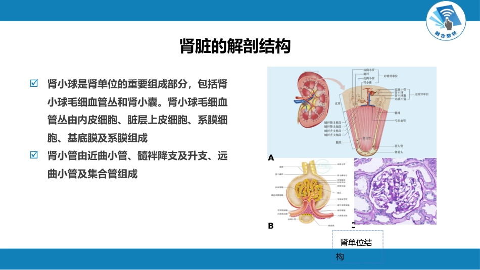 肾内科：泌尿系统疾病总论_第4页