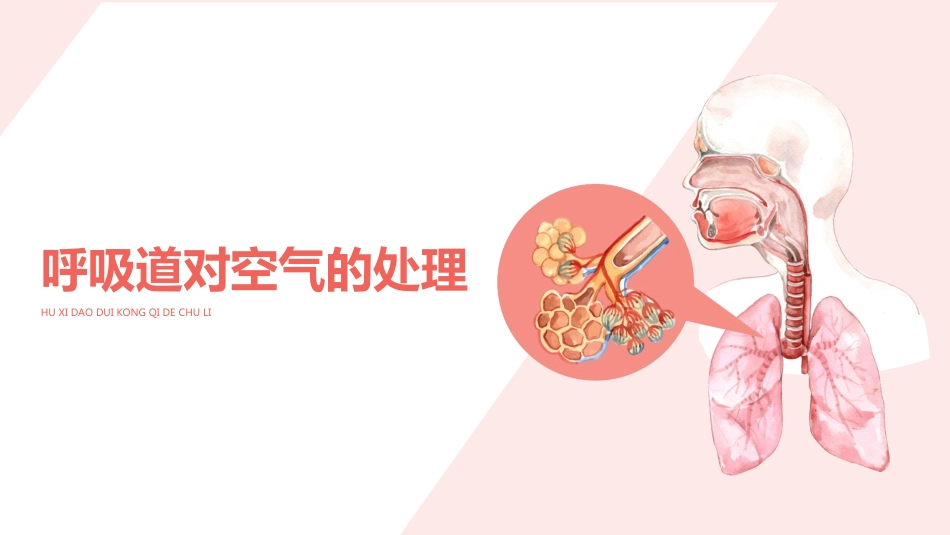 呼吸道对空气的处理_第1页