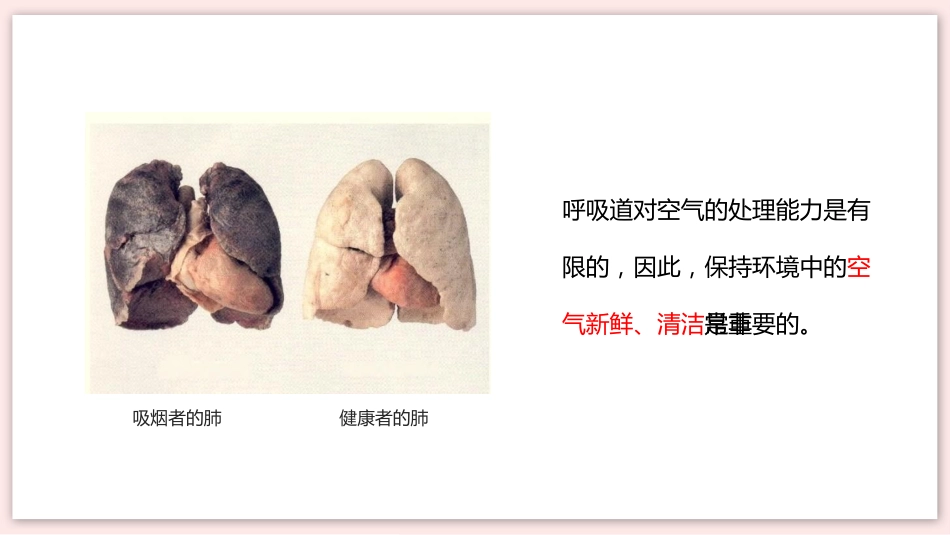 呼吸道对空气的处理_第12页