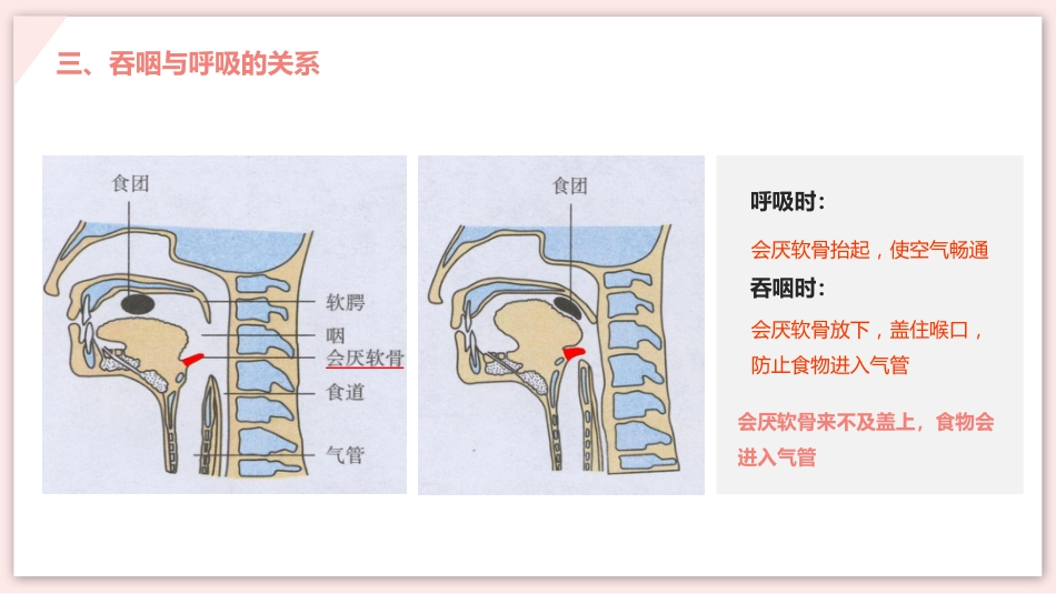 呼吸道对空气的处理_第13页
