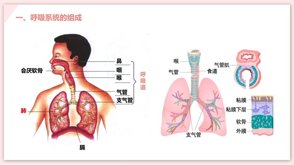 呼吸道对空气的处理_第3页