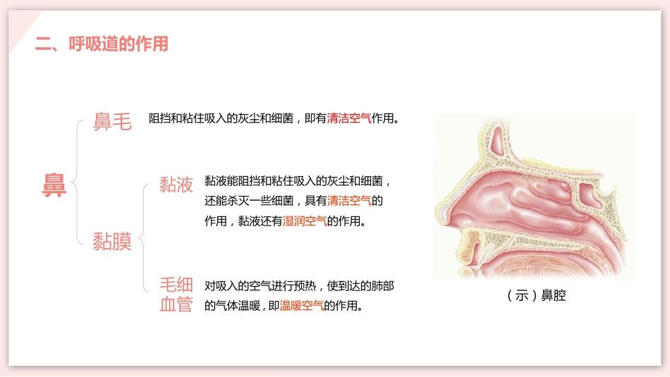 呼吸道对空气的处理_第5页