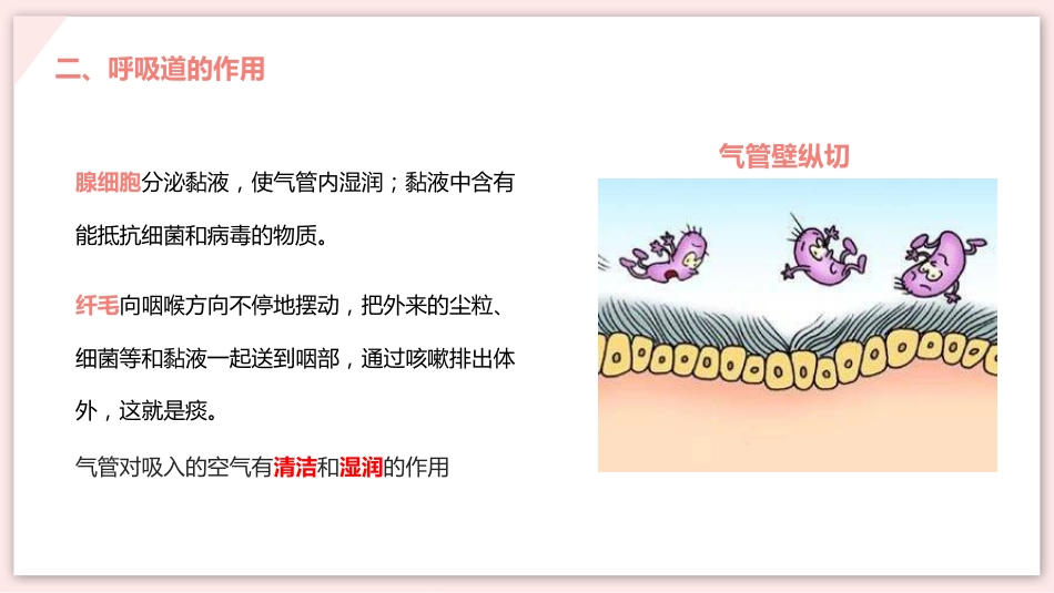 呼吸道对空气的处理_第7页