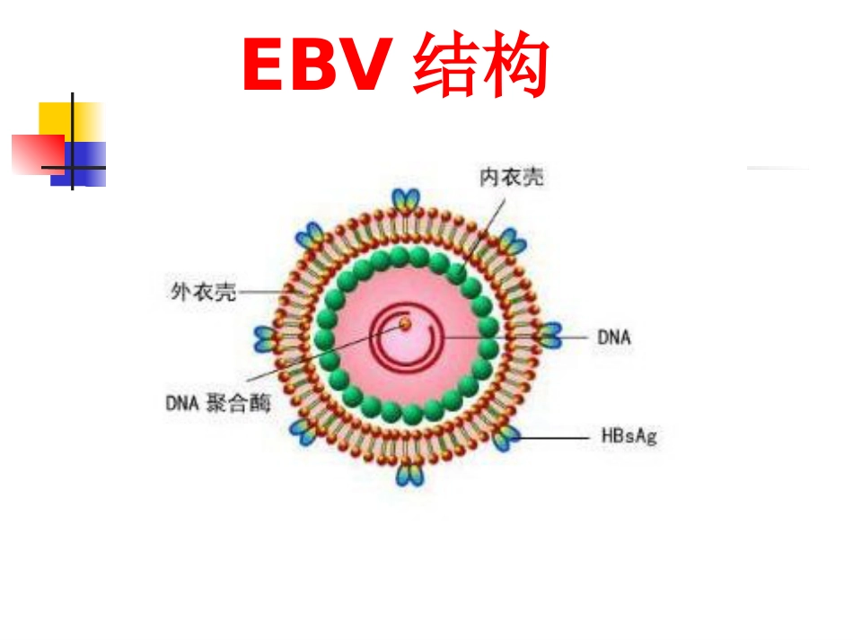 EB病毒感染与相关疾病_第4页