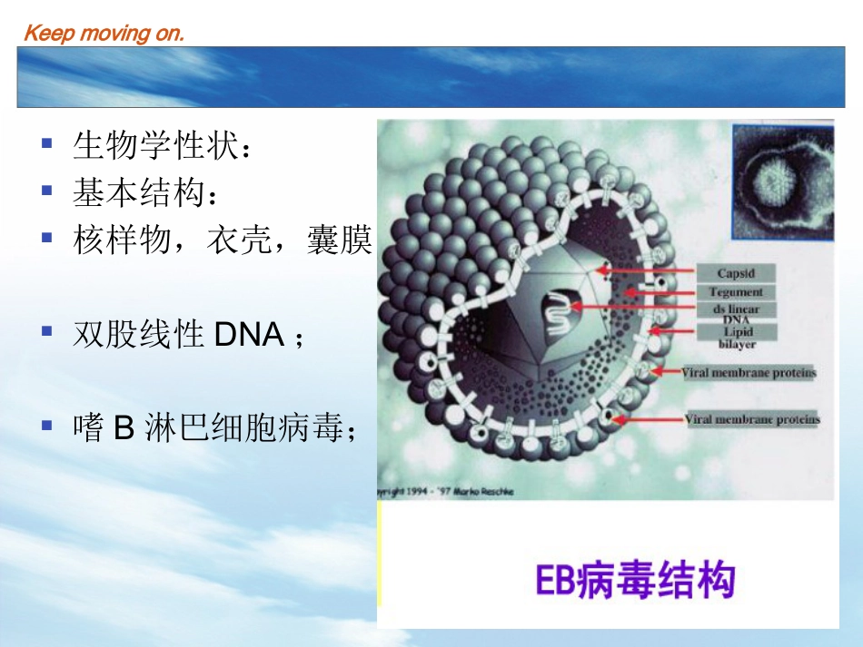 EB病毒感染及传染性单核细胞增多症_第4页