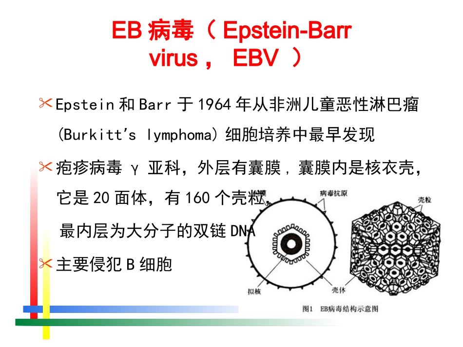 EB病毒感染相关疾病(1)_第2页