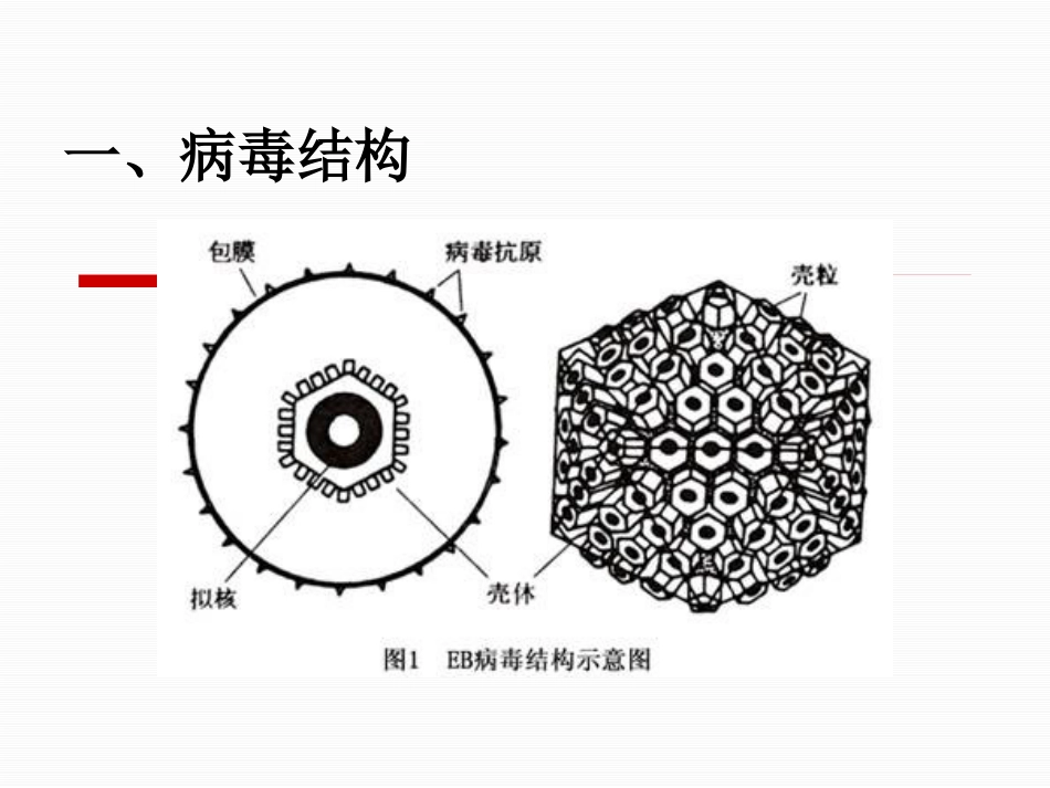 EB病毒感染2017_第3页