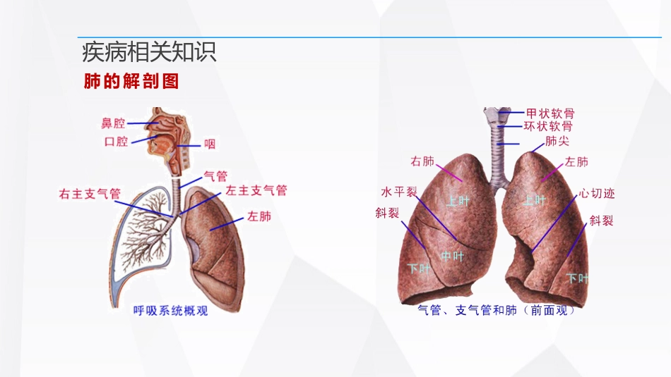 呼吸衰竭的护理查房_第8页