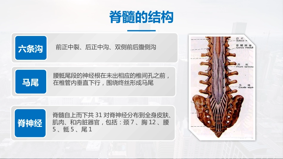 脊髓损伤护理查房 (2)_第10页