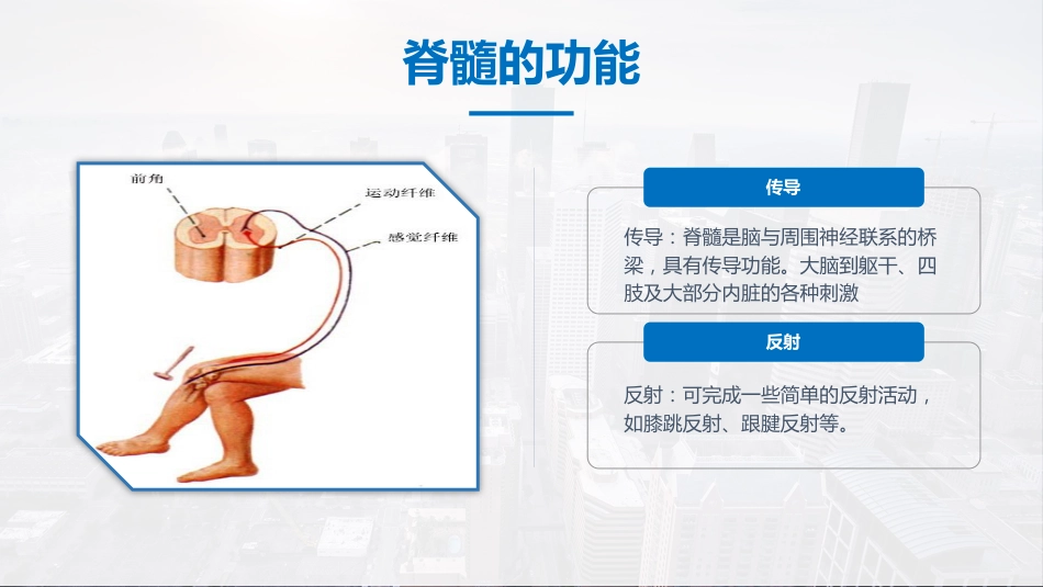 脊髓损伤护理查房 (2)_第11页