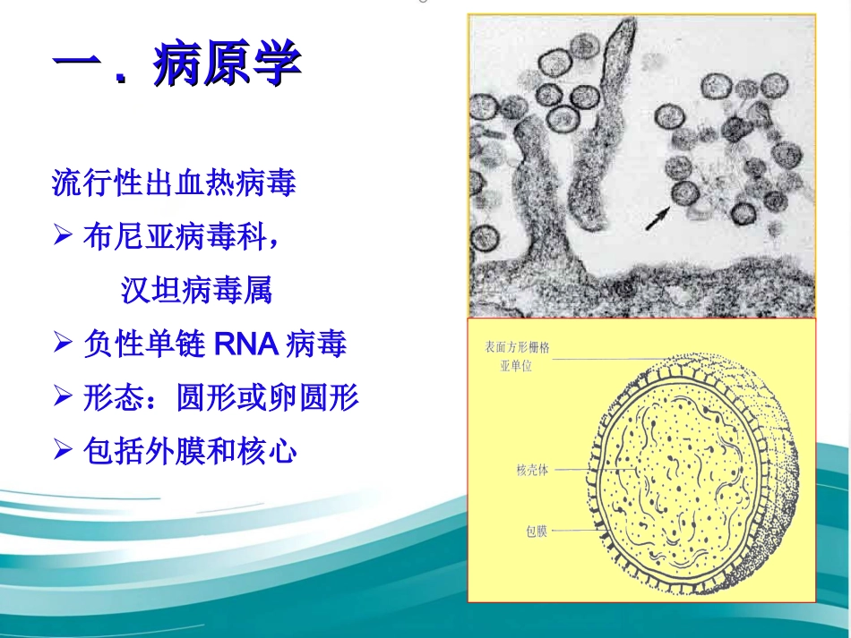《流行性出血热ppt课件_第3页