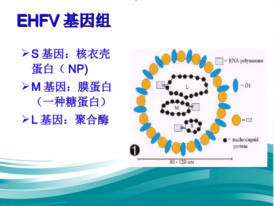 《流行性出血热ppt课件_第4页