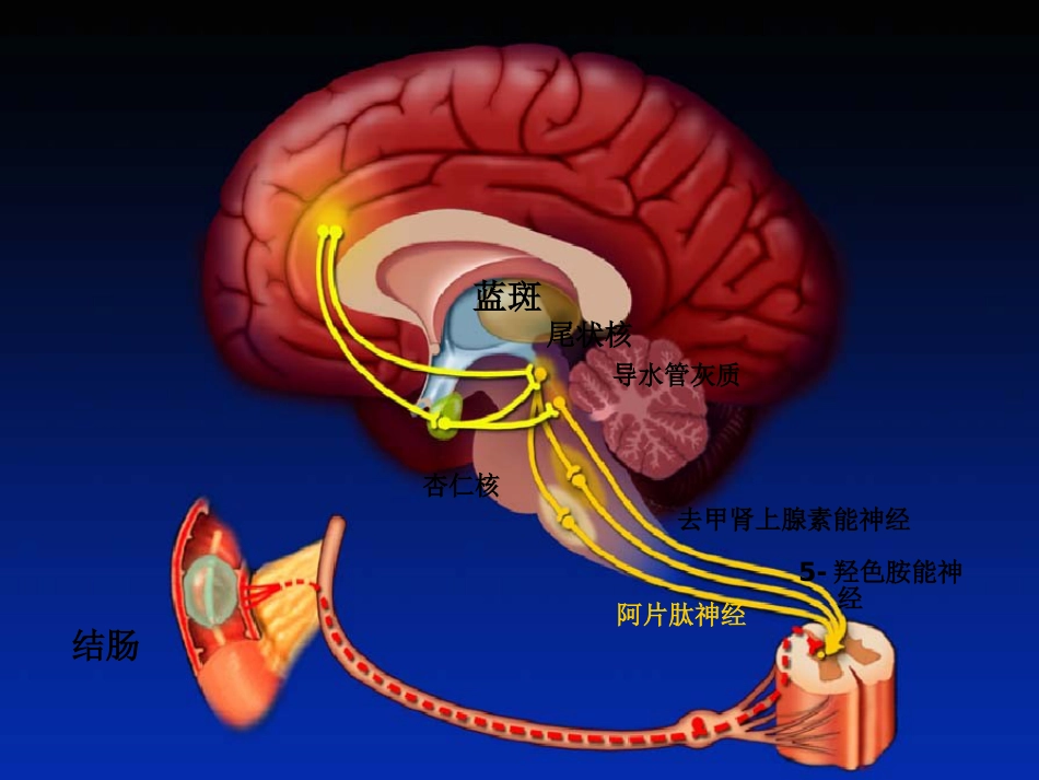 肠易激综合症31页PPT_第8页