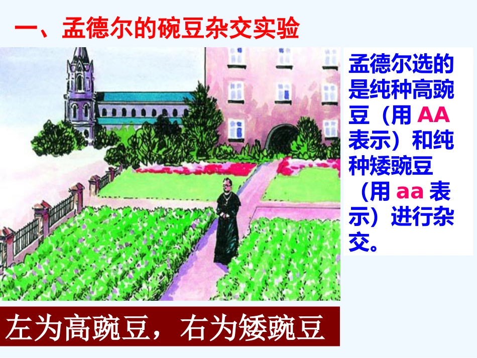 苯丙酮尿症患者苯丙酮尿症也是由于基因不正常缺少一种苯丙氨酸羟_第4页