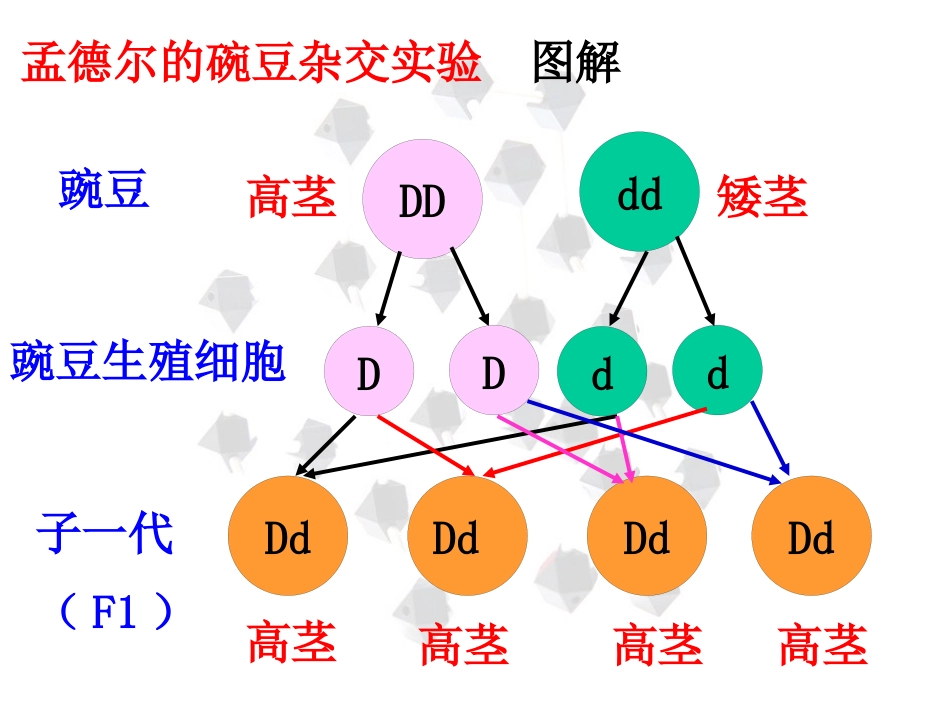 苯丙酮尿症患者苯丙酮尿症也是由于基因不正常缺少一种苯丙氨酸羟_第6页
