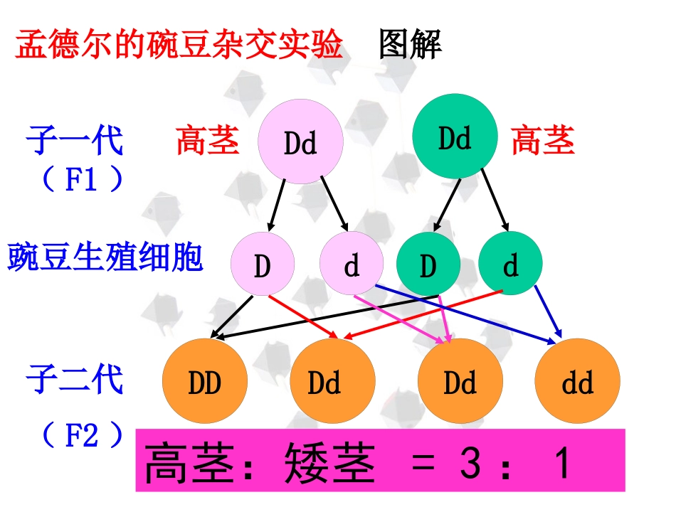 苯丙酮尿症患者苯丙酮尿症也是由于基因不正常缺少一种苯丙氨酸羟_第7页