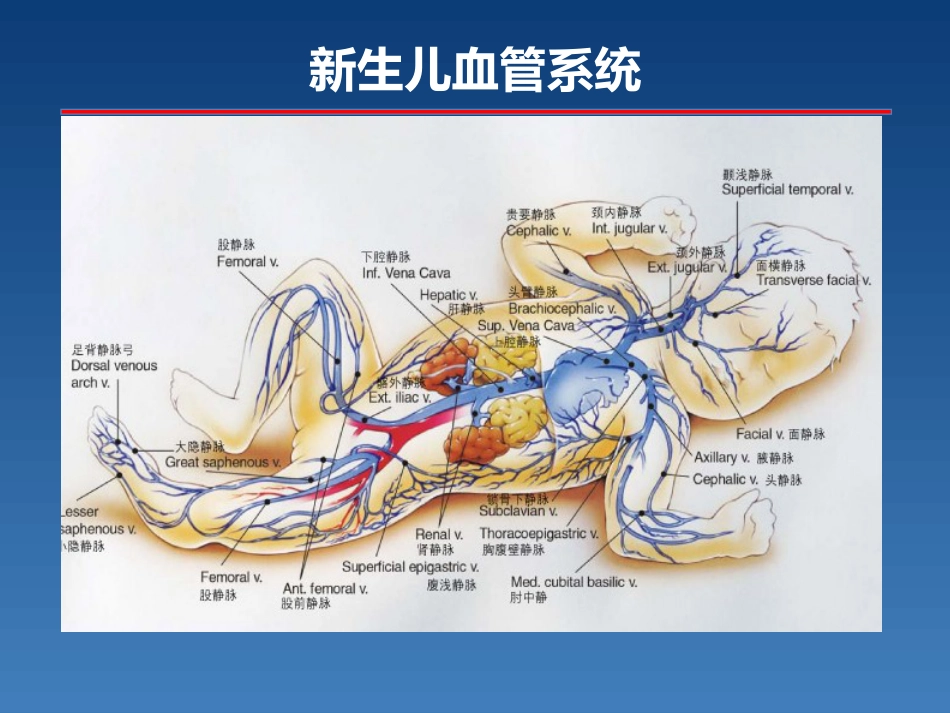 新生儿PICC介绍及维护_第10页