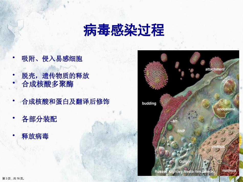 儿科常见病毒及抗病毒药物简化讲课_第3页