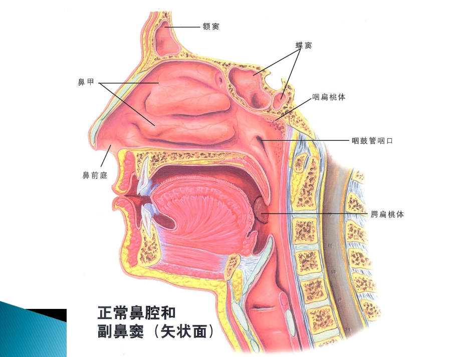 儿童常见呼吸系统疾病ppt课件_第8页