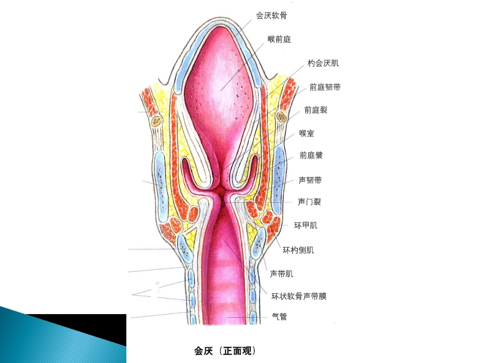 儿童常见呼吸系统疾病ppt课件_第9页