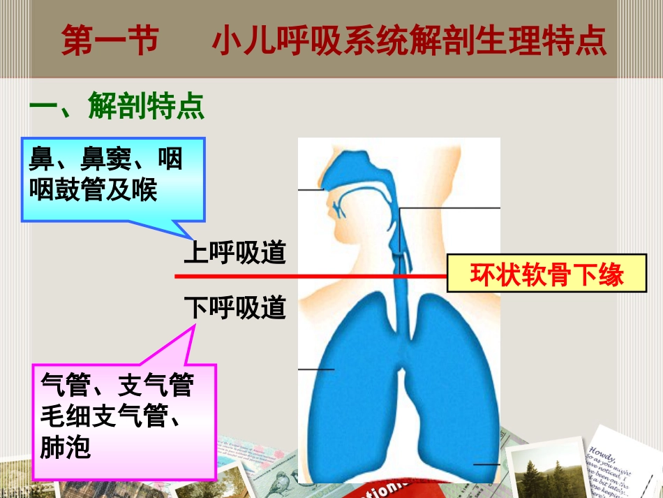 儿科 呼吸系统疾病_第3页