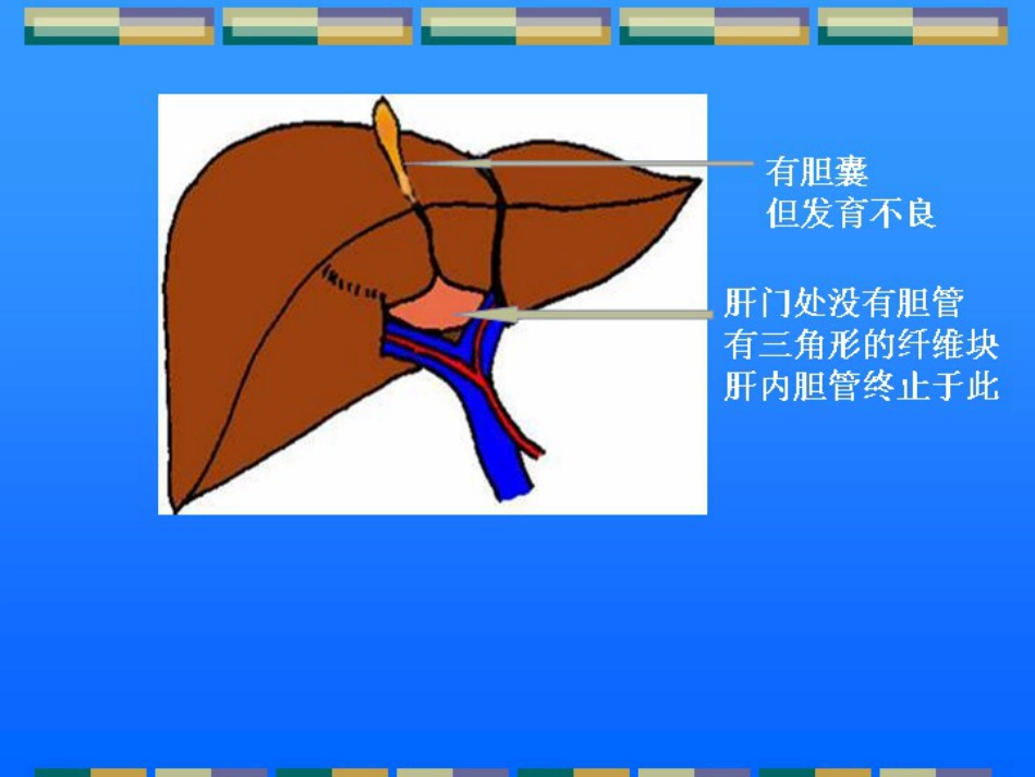 胆道闭锁儿科讲课课件课件_第5页