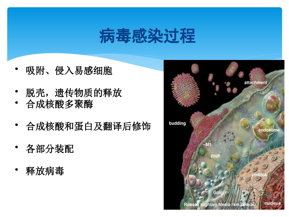 儿科常见病毒及抗病毒药物简化版_第3页