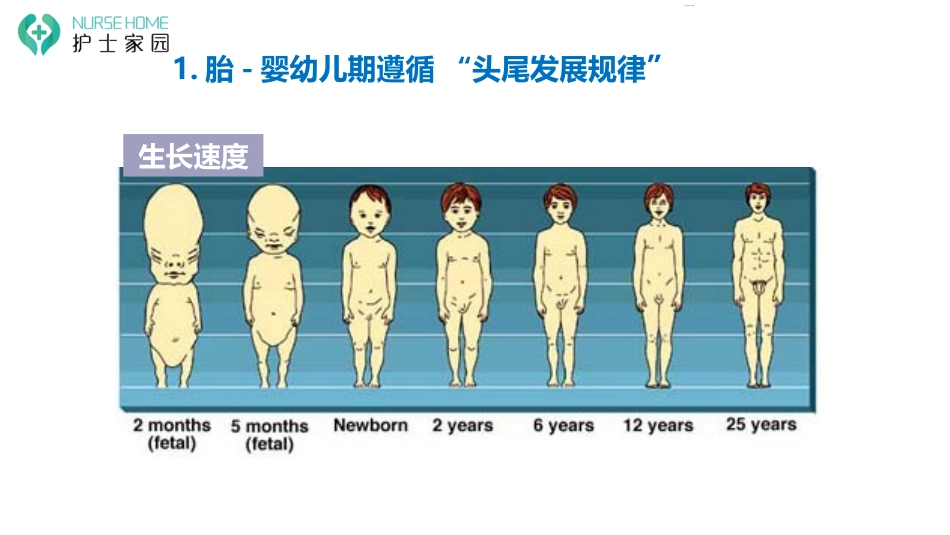 0-6岁婴幼儿生理发育_第13页