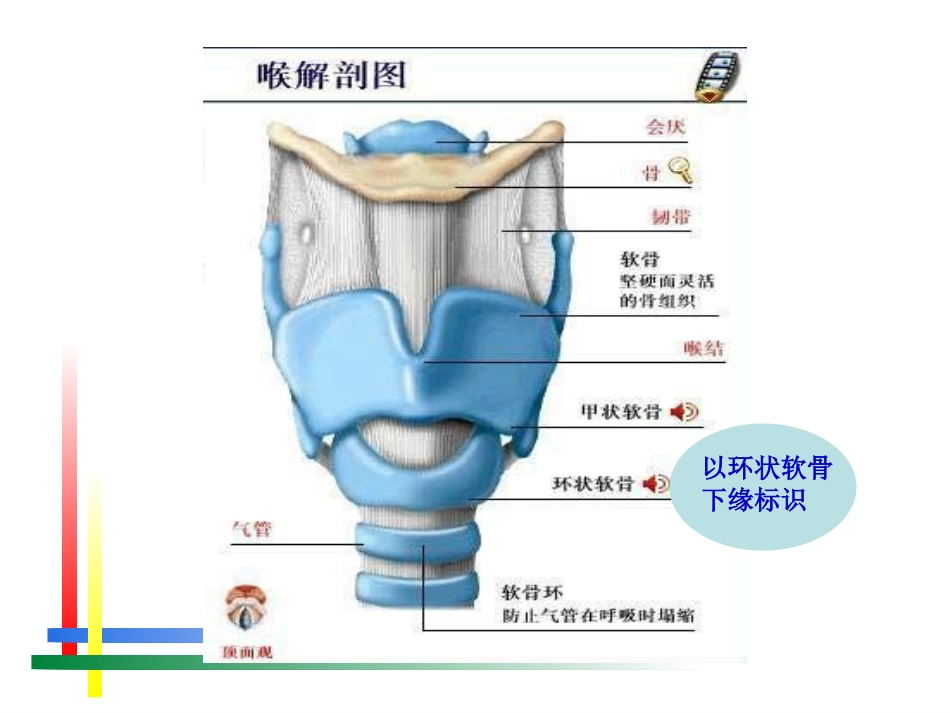 儿科呼吸系统疾病诊疗及护理进展_第8页