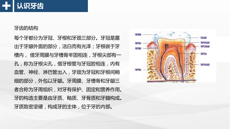 口腔保健宣教37_第13页