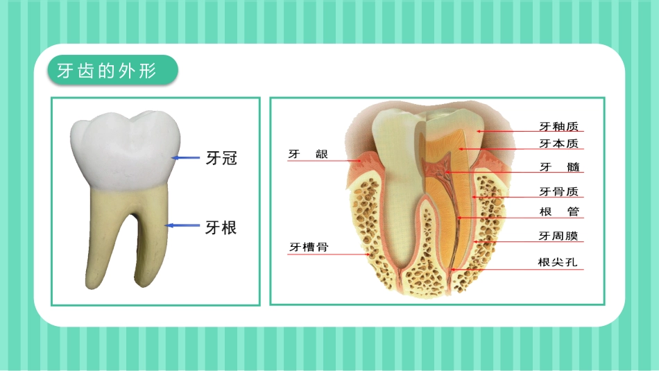关爱牙齿健康48_第5页