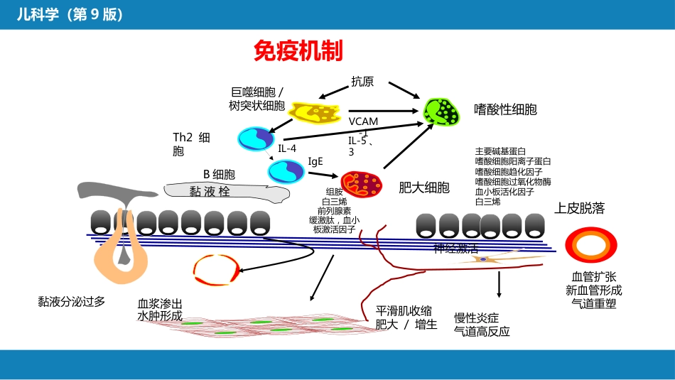 第十章 呼吸系统疾病 第六节 支气管哮喘_第7页