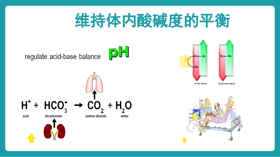 血液透析个案护理_第12页