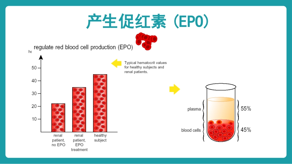 血液透析个案护理_第15页