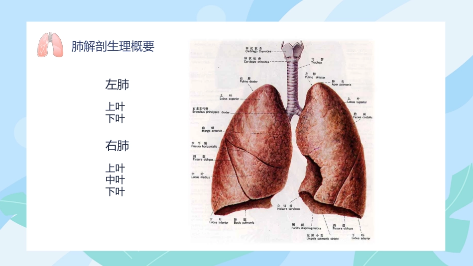 肺癌护理 查房_第2页