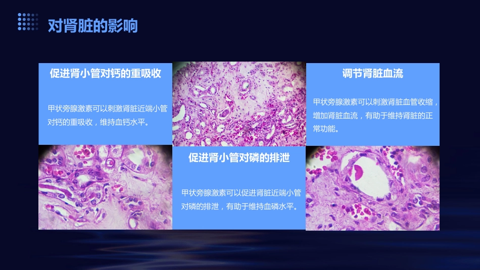 甲状腺及甲状旁腺激素-ppt课件_第14页