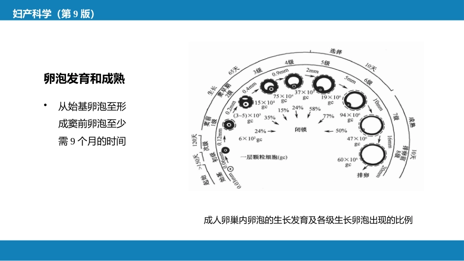 女性生殖系统生理._第13页