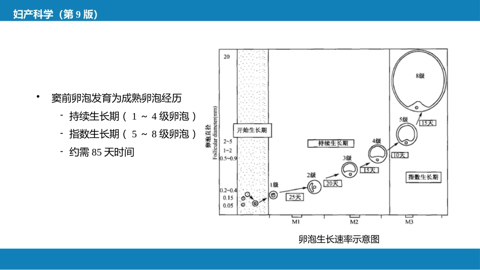 女性生殖系统生理._第14页