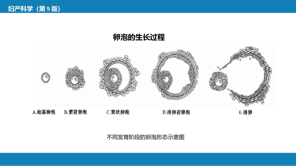 女性生殖系统生理._第15页