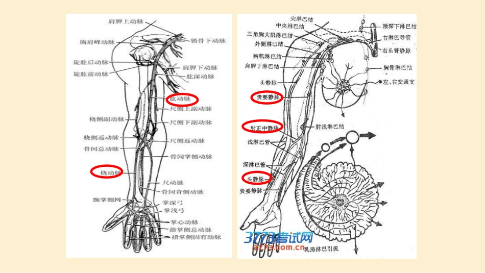 高位内瘘患者个案护理_第7页