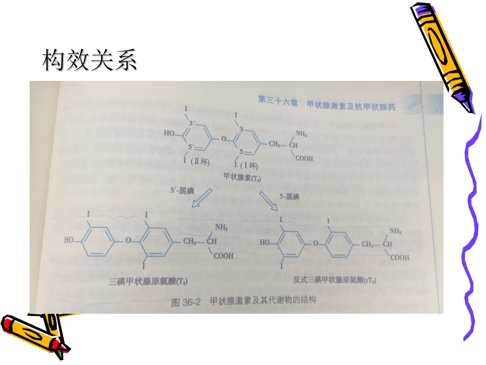 第三十六章-甲状腺激素及抗甲状腺药-时_第12页