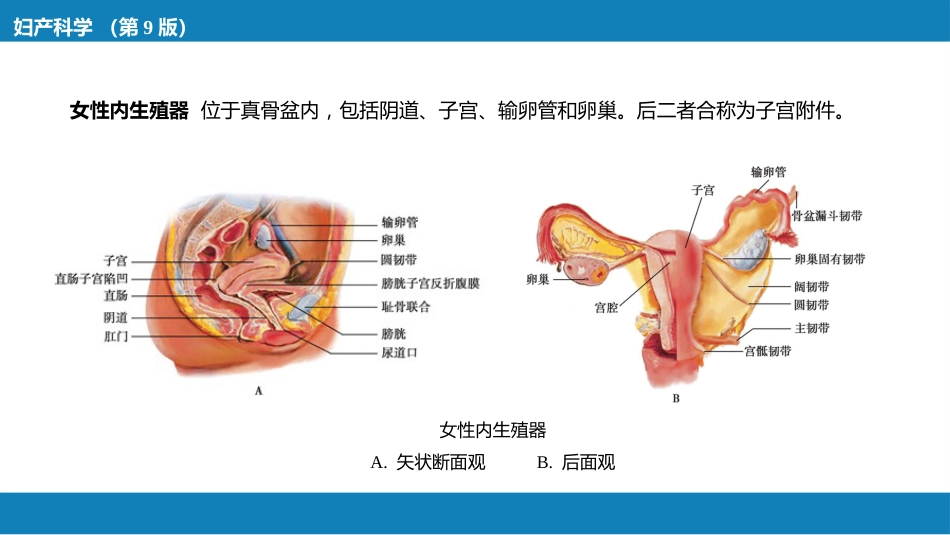 女性生殖系统解剖_第10页