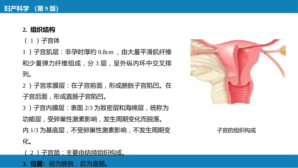女性生殖系统解剖_第13页